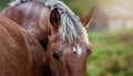 Brown Horse with White Mane and Blazed Face Royalty Free Stock Photo