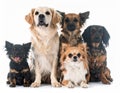 Five small to medium-sized dogs sit closely together against a white background Royalty Free Stock Photo