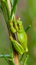 Alabama Green Tree Frog - Hyla cinerea - on Rosemary Bush. This is a tiny baby Royalty Free Stock Photo