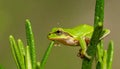 Alabama Green Tree Frog - Hyla cinerea - on Rosemary Bush. This is a tiny baby Royalty Free Stock Photo