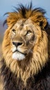 Adult male lion (*Panthera leo*) with a lush mane Royalty Free Stock Photo