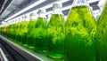 Green Microalgae Cultivation in Glass Bottles Royalty Free Stock Photo