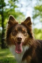Adorable brown Australian Shepherd in the park on sunny summer day. Beautiful thoroughbred dog with funny fluffy ears