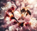 Bee pollinating apple cherry blossom macro photo Royalty Free Stock Photo