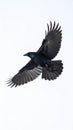Black Crow in Flight Against a Clear Sky Wings Spread Wide Royalty Free Stock Photo