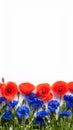 Bright red poppies and blue cornflowers frame a clean white background with ample copy space Royalty Free Stock Photo