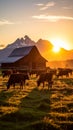 Cattle grazing in a field near a barn at sunset with mountain backdrop Royalty Free Stock Photo