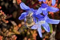 Large Drone-fly Pollinating a Blue Siberian Squill Flower.