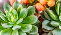 Close up of succulent plant in the garden, green and orange colors