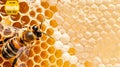 Close up view of a bee sitting on a honeycomb, collecting nectar and pollen Royalty Free Stock Photo