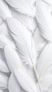 Close-up of white feathers, soft texture, delicate details, background pattern Royalty Free Stock Photo
