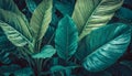 Closeup tropical green leaves background, palm leaf, floral jungle concept Royalty Free Stock Photo