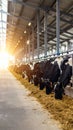 Dairy cows eating hay in a barn with industrial steel structure Royalty Free Stock Photo