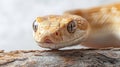 Close-up of a desert python resting on a log with detailed scales under soft lighting in a natural habitat setting Royalty Free Stock Photo