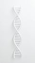 DNA Molecule Structure Model on White Background Biomedical Research Royalty Free Stock Photo