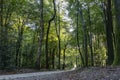 Enjoy the silence while cycling on this cycle path through the Speuldersbos near Putten, Netherlandserated image