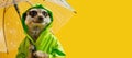 Fall fashion meerkat with clear umbrella in raincoat. Banner with copy-space.
