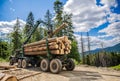 Felling of trees, cut trees. Truck loading wood in the forest. Loading logs onto a logging truck. Portable crane on a