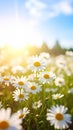 Field of white daisies bathed in golden sunlight under a blue sky with soft clouds Royalty Free Stock Photo