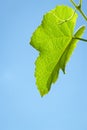 Grape leaf. Fresh green grape leaf against blue sky background. Copy space Royalty Free Stock Photo