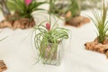 Green tillandsia air plants on a white background Royalty Free Stock Photo