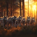 Group of wolves in the forest. Royalty Free Stock Photo
