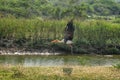Painted Stork in Yala National Park, Sri Lanka Royalty Free Stock Photo