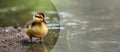 Panorama, Portrait of a duckling on the river bank. A cute duckling swims in the water. Close-up. Farm animals or birds Royalty Free Stock Photo