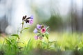 Pink and purple flowers of suffolk lungwort in spring forest Royalty Free Stock Photo