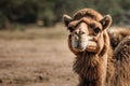 Portrait of a camel, close-up. View of a camel on the background of sand dunes of the desert Royalty Free Stock Photo