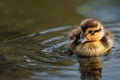 Panorama, Portrait of a duckling on the river bank. A cute duckling swims in the water. Close-up. Farm animals or birds