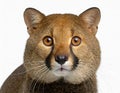 Generated image: Portrait of a mature jaguarundi