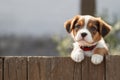 Portrait of a small puppy looking at the camera. Close-up. A small, cute baby dog. Copy space