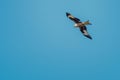 A red kite (Milano Real) soars gracefully through the clear blue sky. Royalty Free Stock Photo