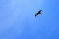 A red kite (Milano Real) soars gracefully through the clear blue sky Royalty Free Stock Photo
