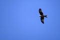 A red kite (Milano Real) soars gracefully through the clear blue sky. Royalty Free Stock Photo
