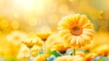 Yellow gerbera on blurred flower garden background with bokeh and sunny light Royalty Free Stock Photo