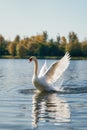 The swan flapped its wings above the surface of the water
