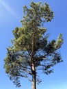 Tall Pine Tree Reaching Toward Clear Blue Sky Under Bright Sunlight Royalty Free Stock Photo