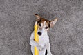 Playful Dog Holding a Giant Yellow Pencil on Gray Carpet Royalty Free Stock Photo