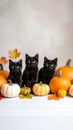 Three Black Cats with Fall Pumpkins and Maple Leaves Embrace Autumnal Charm Royalty Free Stock Photo