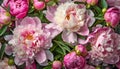 Top view peonies background. Pastel pink peony flowers in summer garden. Blooming florals Royalty Free Stock Photo