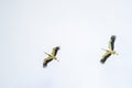 Two storks glide effortlessly through the sky. Royalty Free Stock Photo