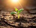 Green Sprout Emerging from Cracked Soil Macro Symbol of Growth and New Beginnings Royalty Free Stock Photo
