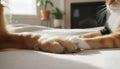 Interspecies Friendship: Dog and Cat Paws Touching on a Cozy Bed Royalty Free Stock Photo