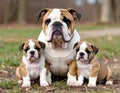 charming bulldog mama poses with her adorable puppies in a natural setting, showcasing love and companionship. Royalty Free Stock Photo