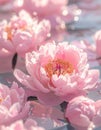 pink water lilies blooming on calm water, glistening under soft sunlight, creating a tranquil and picturesque atmosphere. Royalty Free Stock Photo