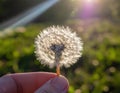 A hand holds a dandelion puffball against a sunlit background, capturing the essence of nature Royalty Free Stock Photo