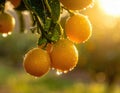 Close-up of rain-soaked ripe yellow oranges hanging from a tree branch. Generated image Royalty Free Stock Photo