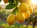 Close-up of rain-soaked ripe yellow lemons hanging from a tree branch. Generated image Royalty Free Stock Photo